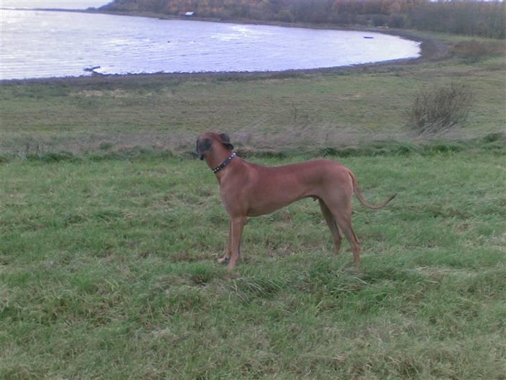 Grand danois Bufas - Mors smukke dreng... billede 13