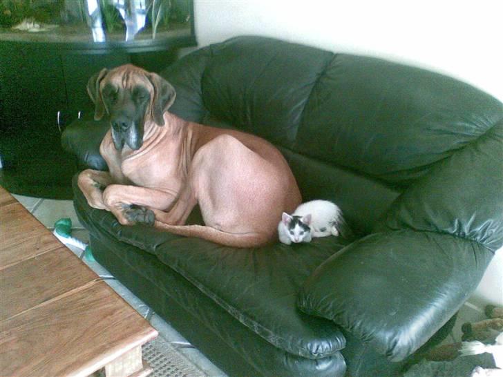 Grand danois Bufas - Bufas med Fifi som lille.... billede 14