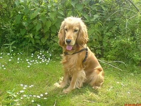 Cocker spaniel *William* Er aflivet !:( - Nyt billede, taget den 1/7-06. billede 15