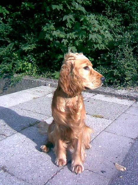 Cocker spaniel *William* Er aflivet !:( - Nyeste billede af drengen=) 11/7-06. billede 16