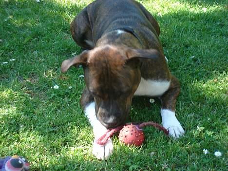 Amerikansk staffordshire terrier Freja - D. 13/6 -06 det er altså kun min bold. billede 13