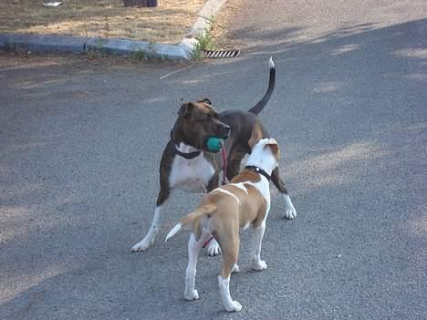 Amerikansk staffordshire terrier Freja - D. 8/7- 06 kommer der mon nogen som vil stjæle min bold. billede 15