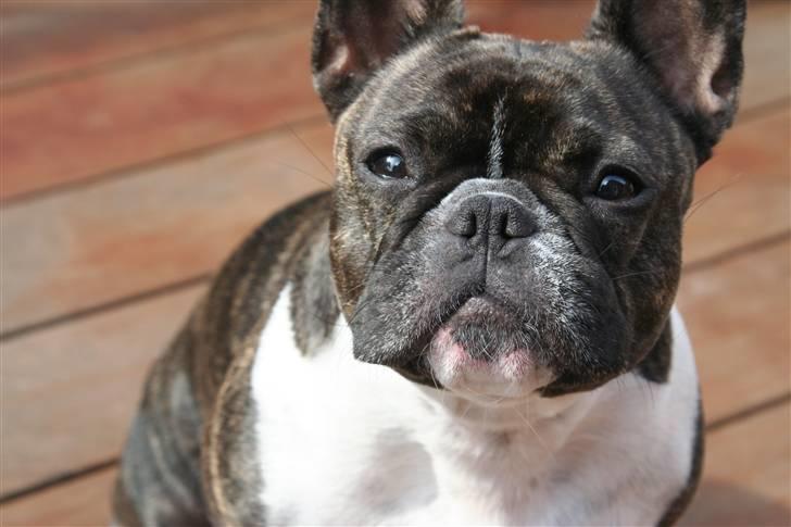 Fransk bulldog Emilie - Emilie I æbletræs plantagen billede 1
