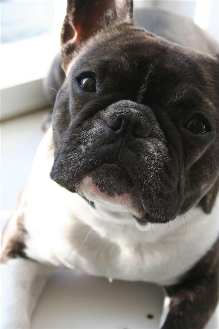 Fransk bulldog Emilie - Emilie i solen billede 2