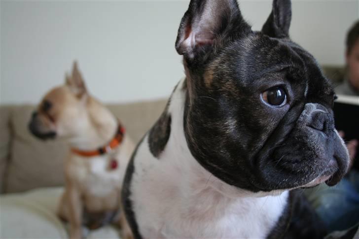 Fransk bulldog Emilie billede 3