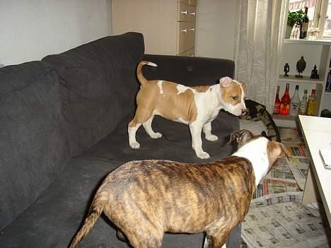 Blanding af racer Emma amstaff/ bullterrier - D. 3/6- 06 Mig og søster Frida er på opdagelse. billede 8