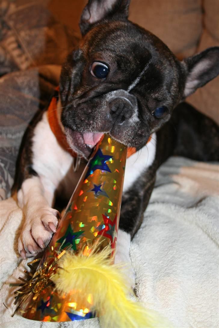 Fransk bulldog Emilie - Emilie fejre fødselsdag billede 4