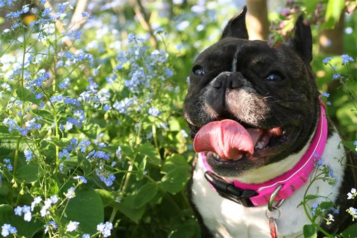Fransk bulldog Emilie - Emilie finder skygge i haven billede 5
