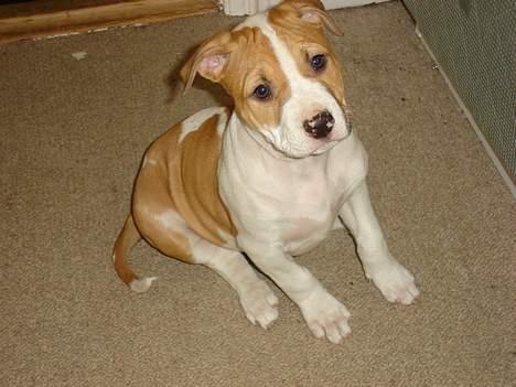 Blanding af racer Emma amstaff/ bullterrier - D. 4/6- 06 Får jeg ikke en guffer for at sidde så pænt??? billede 9