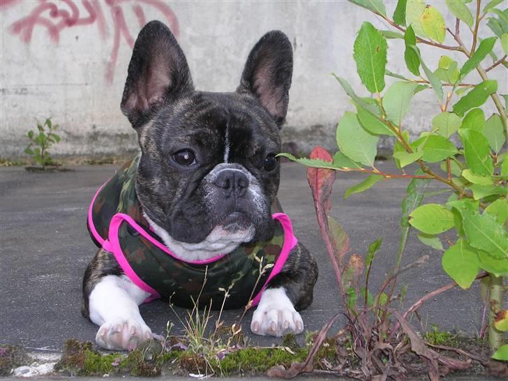 Fransk bulldog Emilie billede 6