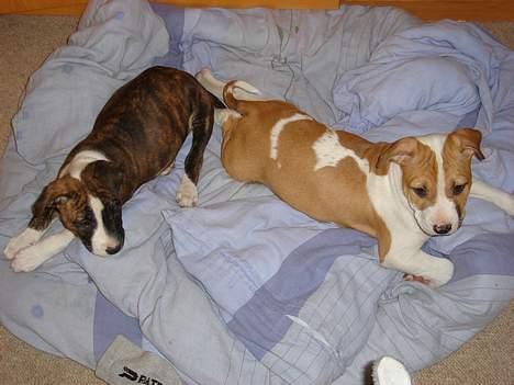 Blanding af racer Emma amstaff/ bullterrier - d. 6/6- 06 Det er dejligt at ligge her og putte. billede 10