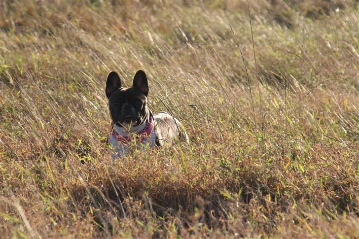 Fransk bulldog Emilie billede 7