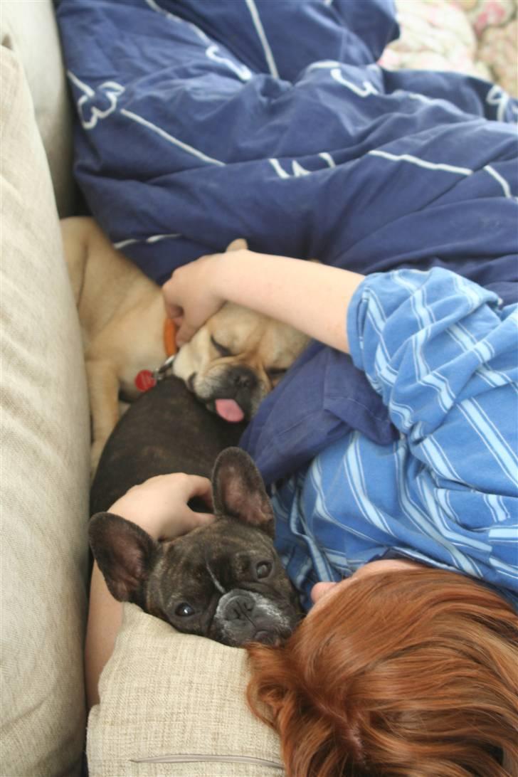 Fransk bulldog Emilie - fælles putning på sofaen billede 8