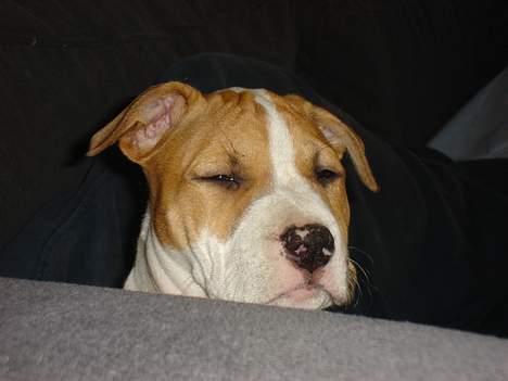 Blanding af racer Emma amstaff/ bullterrier - D.9/6- 06 Man kan ikke engang tage sig en lur uden at der skal  fotograferes... billede 11