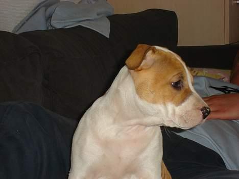 Blanding af racer Emma amstaff/ bullterrier - D. 9/6-06 Var det fodbold der var i fjernsynet...???? billede 12