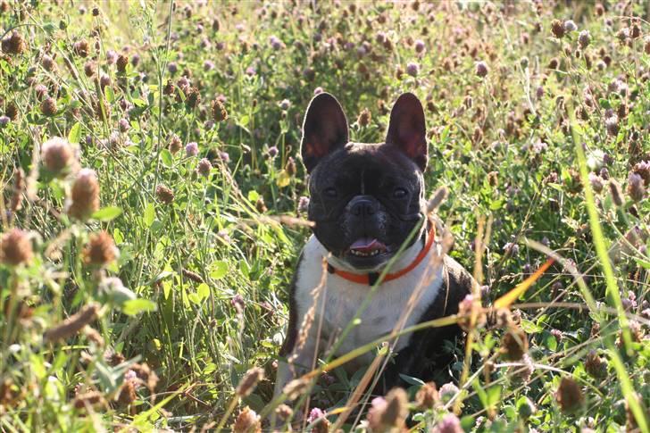 Fransk bulldog Emilie billede 9