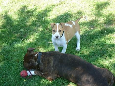 Blanding af racer Emma amstaff/ bullterrier - D. 13/6- 06 Hun kunne nu godt ta og la mig låne den bold lidt. billede 13