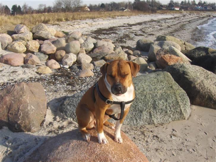 Blanding af racer Tazzi, Amstaff/am bulldog - Nyt!!!!  feb 08 billede 3