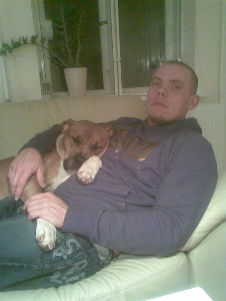 Blanding af racer Tazzi, Amstaff/am bulldog - nyt!!!!   hygge med far... billede 4