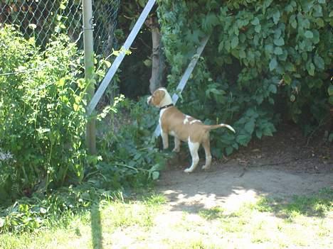 Blanding af racer Emma amstaff/ bullterrier - D. 13/6- 06 Hvad mon der er derinde? billede 14