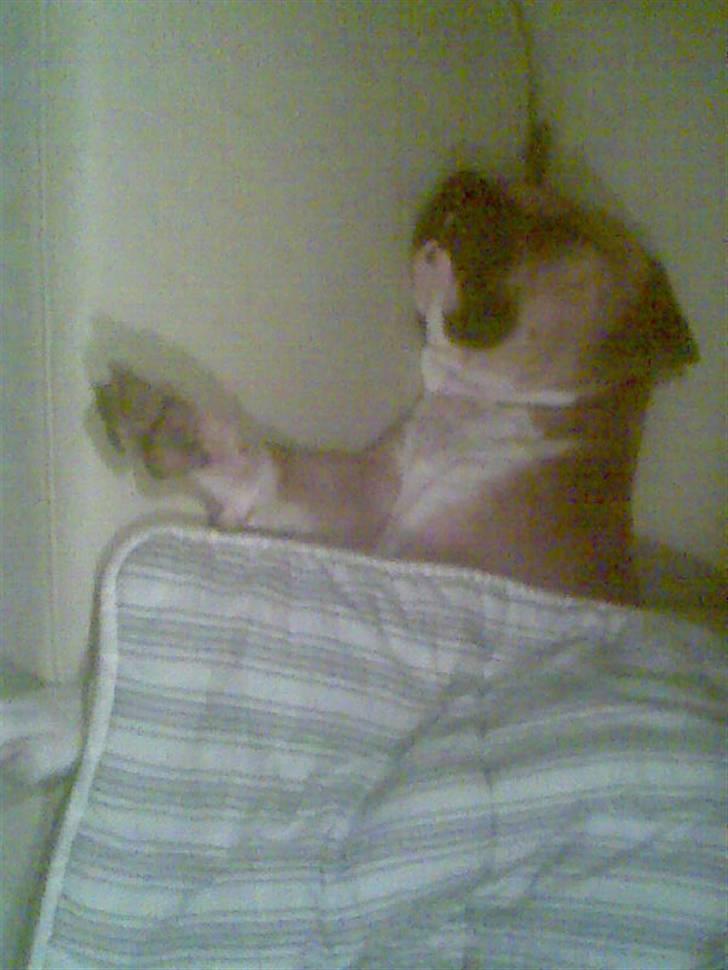 Blanding af racer Tazzi, Amstaff/am bulldog - nyt!!!  Er lige blevet puttet af min far... .. billede 5