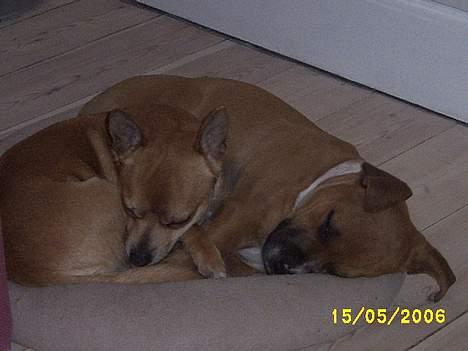 Blanding af racer Tazzi, Amstaff/am bulldog - Lidt putte skal der til engang imellem.... billede 6