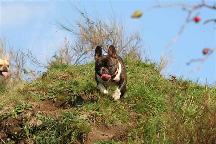 Fransk bulldog Emilie billede 10