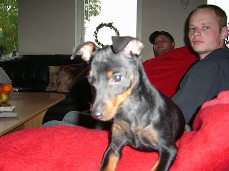 Dvaergpinscher Rødkilde's Chico - Der er godt nok langt ned... Hvordan kom jeg lige herop.......?! billede 7