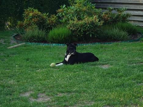 Amerikansk staffordshire terrier sif billede 9