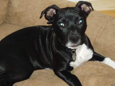 Amerikansk staffordshire terrier sif billede 10