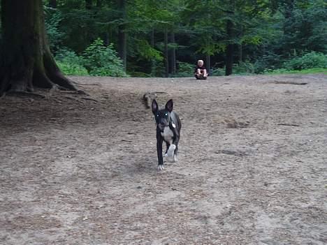 Amerikansk staffordshire terrier sif billede 11