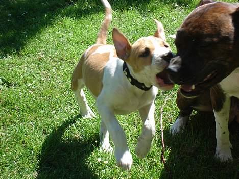 Blanding af racer Emma amstaff/ bullterrier - D. 13/ 6- 06 Er det det man kalder for flyveører? billede 15