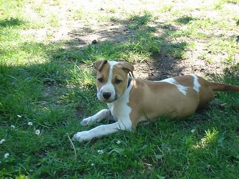 Blanding af racer Emma amstaff/ bullterrier - D. 13/ 6- 06 Tager lige en slapper. billede 16