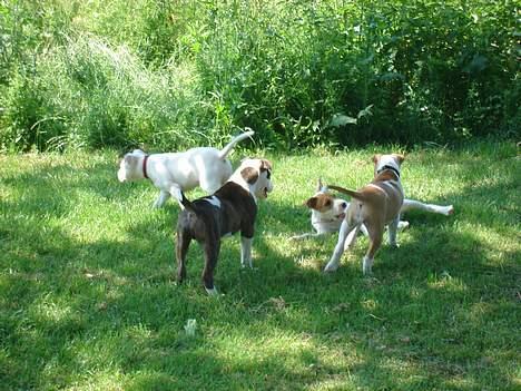 Blanding af racer Emma amstaff/ bullterrier - D. 25/ 6- 06 Er sammen med bror Oskar og søstrene Ida og Coco. billede 17