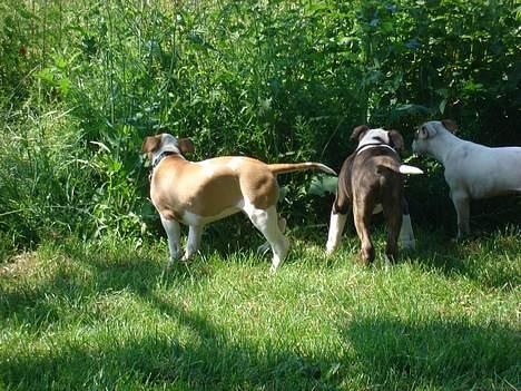Blanding af racer Emma amstaff/ bullterrier - D. 25/ 6- 06 Er der mon noget spændende derinde? billede 18