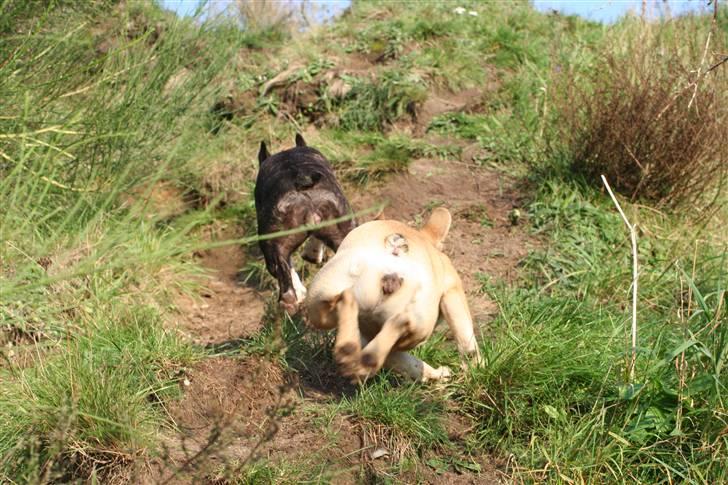 Fransk bulldog Emilie billede 11