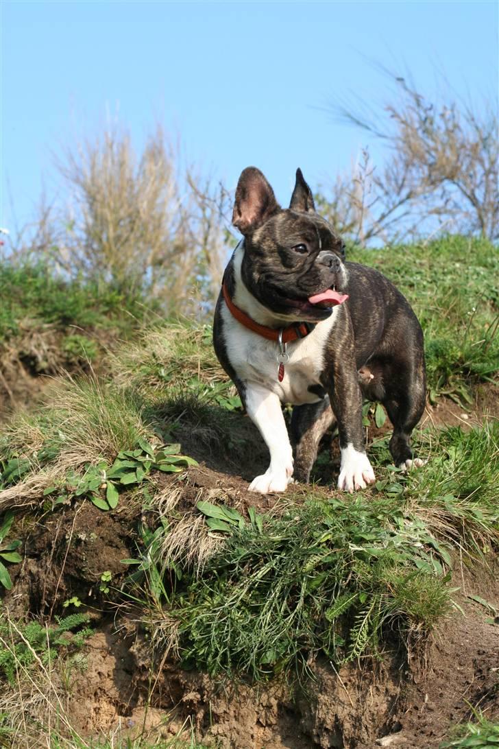 Fransk bulldog Emilie billede 12