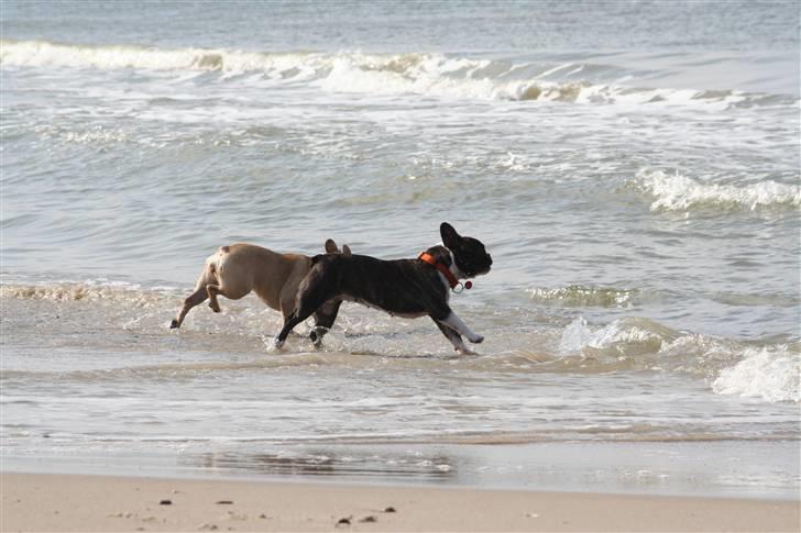 Fransk bulldog Emilie billede 13