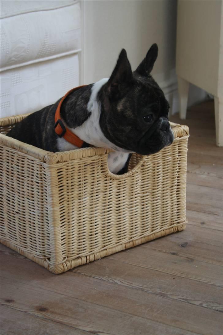 Fransk bulldog Emilie - emilie billede 14