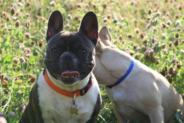 Fransk bulldog Emilie billede 15