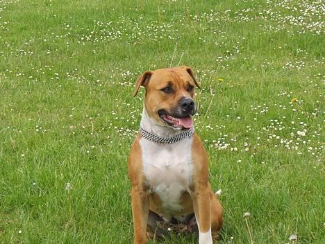Blanding af racer Tazzi, Amstaff/am bulldog - maj 2007 billede 7