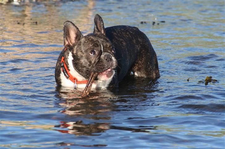 Fransk bulldog Emilie billede 16