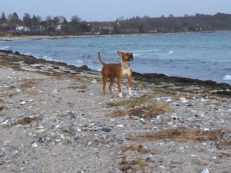 Blanding af racer Tazzi, Amstaff/am bulldog - Den 10 marts 2007. Tror jeg ville lette hvis jeg havde større ører.... billede 8