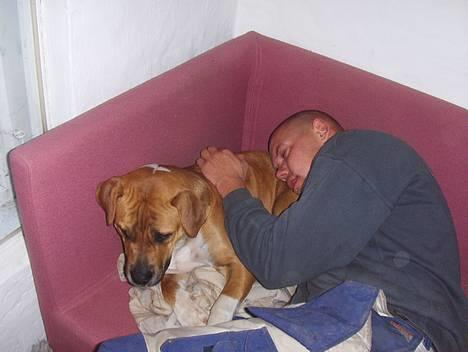 Blanding af racer Tazzi, Amstaff/am bulldog - maj 2007.hygge i hunde sofaen... billede 9