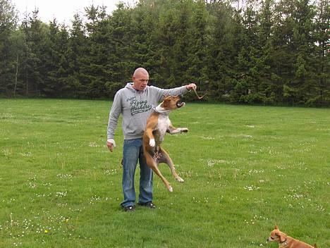 Blanding af racer Tazzi, Amstaff/am bulldog - Gi mig så den pind far!!! maj 2007 billede 10