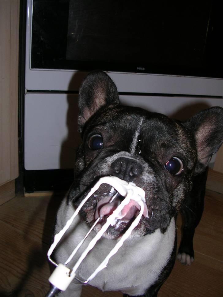 Fransk bulldog Emilie billede 17