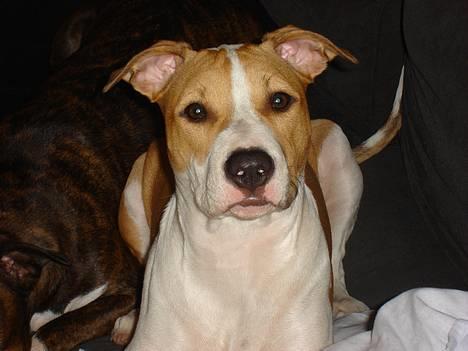 Blanding af racer Emma amstaff/ bullterrier - D. 28/9-06 Var der nogen der sagde mad? billede 19