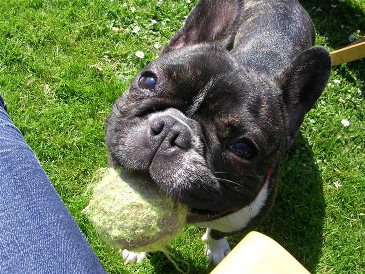 Fransk bulldog Emilie - emilie billede 18