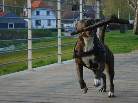 Amerikansk staffordshire terrier Zindi billede 12
