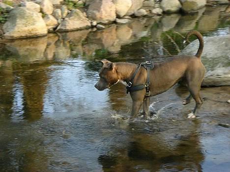 Amerikansk staffordshire terrier Zindi billede 13